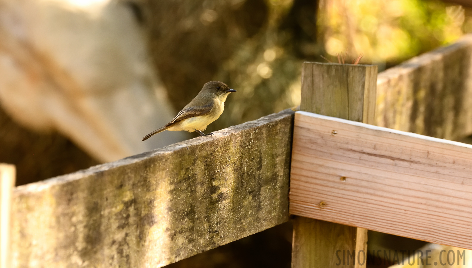 Sayornis phoebe [400 mm, 1/125 Sek. bei f / 8.0, ISO 1600]